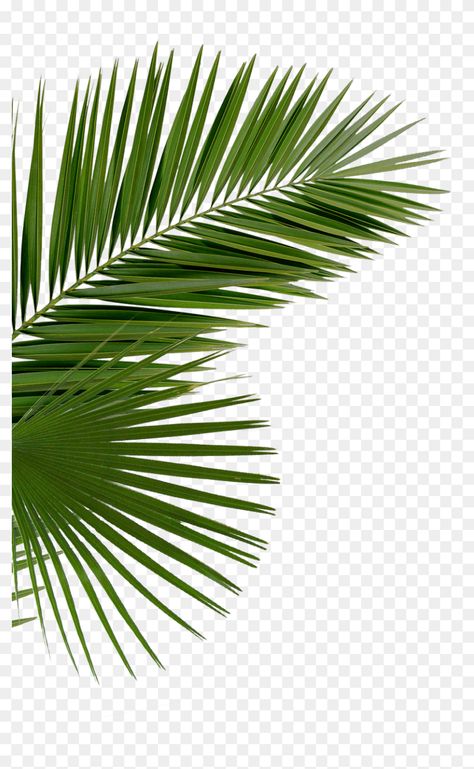 Palm Tree Png, Tree Photoshop, Leaves Png, Palm Tree Leaves, Tree Png, Photoshop Tutorial Design, Graphic Design Ads, Flyer And Poster Design, Background Wallpaper For Photoshop