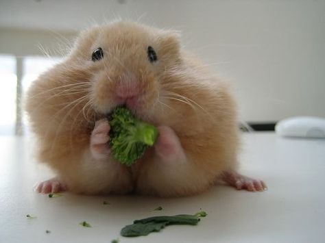 Just like one of my hamsters, fat, hungry and lazy. :) Teddy Hamster, Broccoli Health Benefits, Bear Hamster, Hamster Food, Hamster Treats, Hamster Care, Hamster Eating, Funny Hamsters, A Hamster