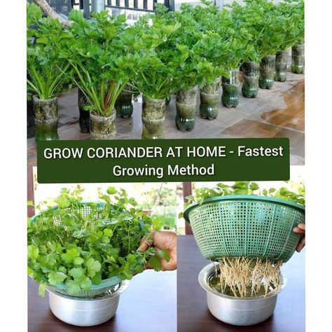 Growing Coriander, Daily Hacks, Fast Growing, Cilantro, At Home, Canning