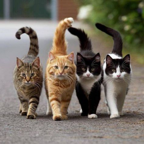 Four Cats, Regnul Animal, Image Chat, Söt Katt, Cute Cats Photos, Here Kitty Kitty, Funny Cute Cats, I Love Cats, Kitty Kitty