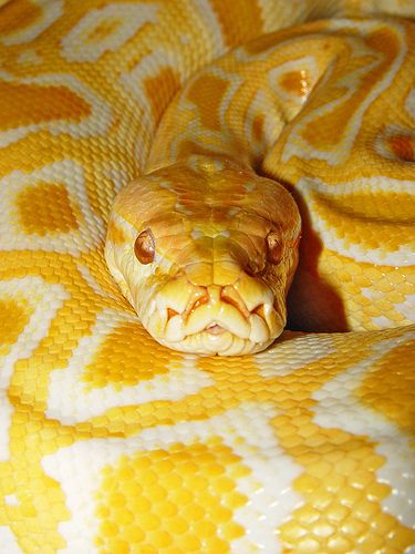 Burmese Python - Named 'Sebastian' Burmese Python, Cool Snakes, Pretty Snakes, Yellow Snake, Yellow Animals, Cute Reptiles, Cute Snake, Beautiful Snakes, Reptile Snakes