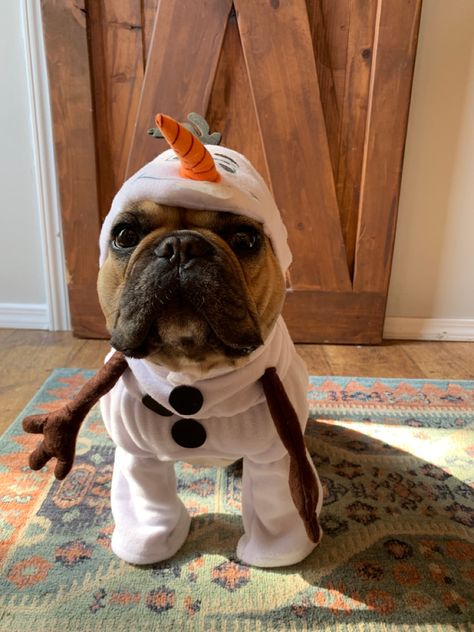 French bulldog.. olaf costume .. frozen Frenchie Costume, French Bulldog Costume, Bulldog Costume, Olaf Costume, French Bulldogs, Olaf, French Bulldog, Bulldog, Frozen