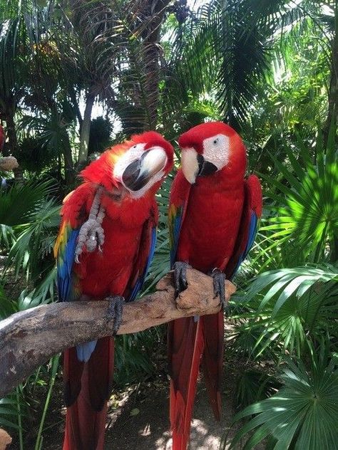 Junglecore Aesthetic, Cancoon Mexico, Ecuador Wallpaper, Parrot Aesthetic, Island Couple, Brazil Life, Aesthetic Bible, Brazil Culture, Tropical Animals