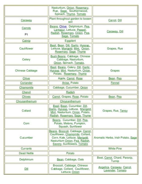 Companion Plants for Better Yields Fennel Companion Planting, Grape Companion Plants, Regrow Vegetables, Black Walnut Tree, Tattoo Plant, English Peas, Easy Gardening, Bush Beans, Companion Plants