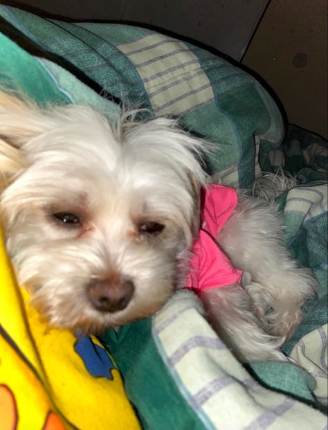 sleepy crusty white dog cuddling in bed but also looks high Crusty Dog, Crusty White Dog, White Fluffy Dog, Cute White Dogs, White Puppies, Grey Dog, Dog Projects, Fluffy Dogs, Dog Eating