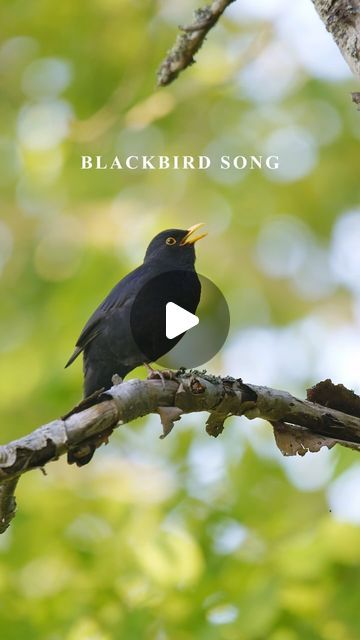 Patrik Luther on Instagram: "Sound on!   Eurasian blackbird / Koltrast   I find it fascinating that different individuals from the same species of birds have different ways that they sing. This blackbird is the latest that I have successfully recorded and it is very different from my previous ones.   I wonder if the female blackbirds have their own preferences as well when they decide on which male blackbird to choose.   This one would not be my choice though, if I were a female blackbird. I’ve Eurasian Blackbird, Female Blackbird, Blackbird, Song Bird, Bird Species, Country Life, Black Bird, Beautiful Birds, Find It