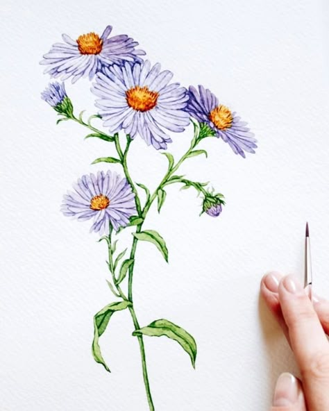 It's September! Aster is September's birth month flower 💜 . . #aster #asterflower #watercolorbotanical #watercolorflowers #flowerpaintingclub #floraldesign Aster Flower Tattoos, September Aster, Books Packaging, Watercolor Botanicals, Plant Drawings, September Birth Flower, Packaging Stationery, Flower Reference, Aster Flower