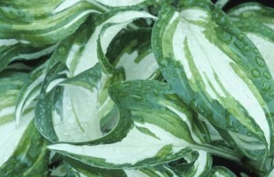 Divide Hostas, Transplant Hostas, Hosta Care, Boxwood Bush, Half Sun, Plantain Lily, Hosta Varieties, Hosta Plants, Perennial Vegetables