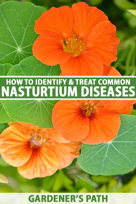 The nasturtium is a plant worth protecting, so learn about the diseases that it’s susceptible to and how to defend against them. Ready to arm yourself with the knowledge to prevent, diagnose, and stop the spread of common diseases to keep your nasturtiums safe? Learn more on Gardener's Path. #nasturtiums #gardenerspath Common Diseases, Vegetable Benefits, Care For Others, Outdoor Plants, Fruit Trees, Garden Projects, Vegetable Garden, Gardening Tips, Health Benefits