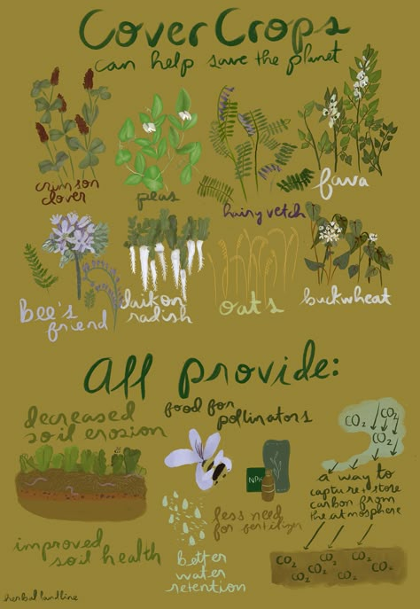 Cover crops 101: benefit the soil and the planet with this no-dig must Eco Friendly Yard, Regenerative Agriculture Design, Community Stickers, Regenerative Agriculture Farms, Eco Farming, Regenerative Gardening, Agroforestry Permaculture, Desert Homestead, Permaculture Food Forest