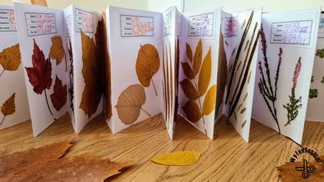 How to make a herbarium step by step - WyTenTeguj Plant Study, Montessori Diy, Traditional Books, Accordion Fold, Outdoor Education, School Garden, Nature Play, Forest School, Toddler Fun