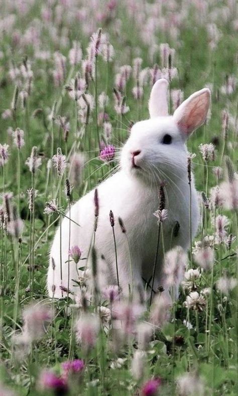 Download bunny wallpaper by tubar - 86 - Free on ZEDGE™ now. Browse millions of popular pets Wallpapers and Ringtones on Zedge and personalize your phone to suit you. Browse our content now and free your phone White Rabbit, Easter, Wallpapers, White