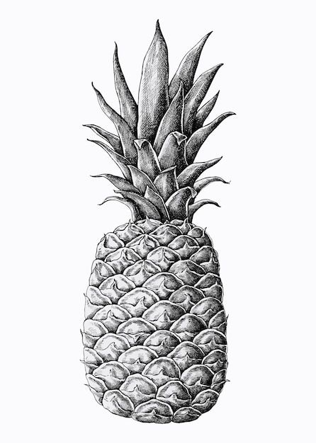 Free vector hand drawn fresh pineapple v... | Free Vector #Freepik #freevector #fruit-garden #etching #fruit-farm #pineapple-illustration Carrot Drawing, Hand Drawn Fox, Pineapple Vintage, Pineapple Drawing, Pineapple Vector, Apple Vector, Pineapple Cocktail, Pumpkin Drawing, Pumpkin Vector