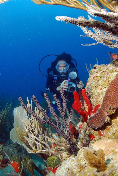 #BetheVI #coral #scuba #diving #photography #underwater Scuba Diving Photography Underwater, Zoology Student, Biology Jobs, Scuba Diving Pictures, Photography Underwater, Free Dive, Diving Photography, Dream Jobs, Diving Board