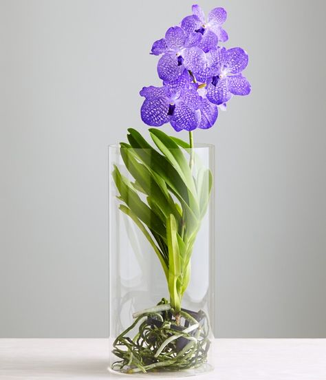 Water Culture Orchids, Orchids In Water, Orchid Varieties, Orchid Seeds, Vanda Orchids, Types Of Orchids, Growing Orchids, Orchid Arrangements, Blue Orchids