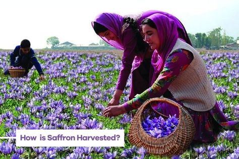 How is Saffron Harvested? Saffron Plant, How To Farm, Saffron Tea, Saffron Crocus, Saffron Flower, Saffron Threads, Crop Rotation, Soil Testing, Dark Places