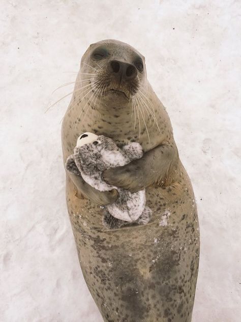 If there's anything cuter than a seal, it's a seal with a plush version of itself! This adorable animal at Mombetsu Land, an attraction in Japan's Hokkaido district, got a special present from the zoo staff - a plushie that looks just like the 'mini me' version of the seal. Cute Seals, Baby Seal, A Seal, Fluffy Animals, Sea Lion, Sea Animals, Animals Friends, Beautiful Creatures, Sea Creatures