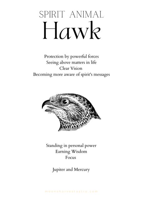 Spirit communicates to us in ways in which we can see like animals, numbers, and other unqiue symbols. #spiritanimal Hawk Symbolism, African Animals Photography, Animals Numbers, Spirit Messages, Like Animals, Personal Power, African Animals, Spirit Animal, Animal Photography