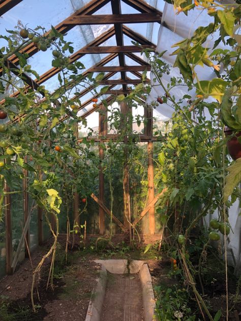 Greenhouse Garden Aesthetic, Tomato Garden Aesthetic, Greenhouse Aesthetic, Abandoned Garden Aesthetic, Old Greenhouse Aesthetic, Greenhouse Flowers Aesthetic, Victorian Era Greenhouse, Abandoned Greenhouse Aesthetic Dark, Outdoor Greenhouse