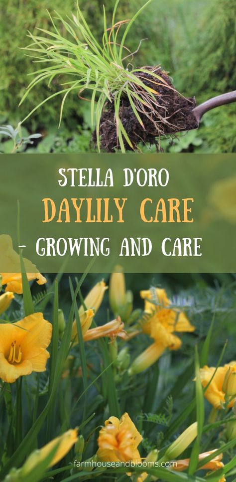 two pictures, one of Stella d'oro on a shovel being planted, and one of Stella d'oro in the garden Daylilies, How To Grow, Landscape Design, To Grow, Flowers, Design, Landscape Designs