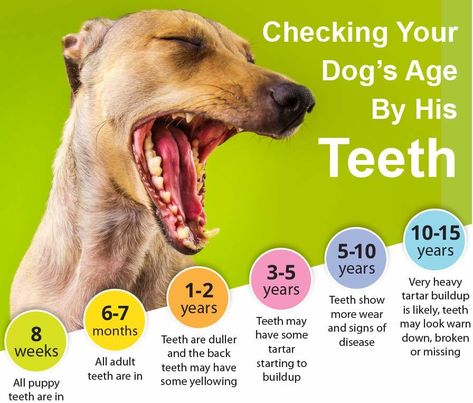 Itchy Dog Remedies, Teeth Chart, Wolves Quotes, Foods For Dogs, Pitbull Puppies For Sale, Itchy Dog, Below The Knee Dress, Dachshund Puppies For Sale, Dane Puppies