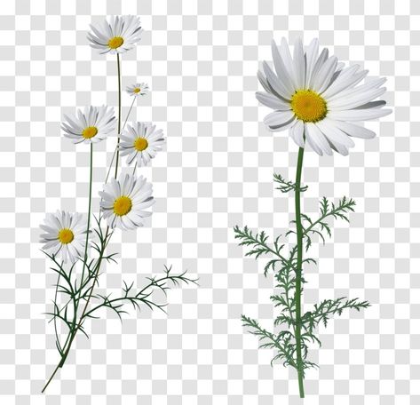 Gauze Net Flower Png, White Flower Png, Flower Png Transparent, Daisy Garland, Oxeye Daisy, Daisy Image, Flowers Transparent, Flower Transparent, Png Images For Editing