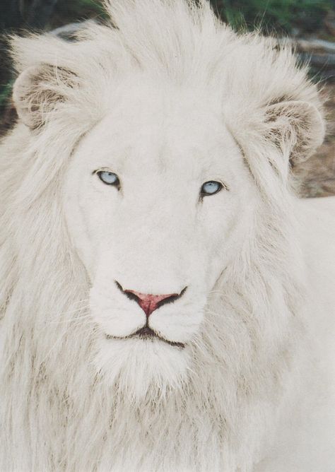 Spectacular Albino Lion Albino Lion, Regnul Animal, Albino Animals, White Lion, Rare Animals, Majestic Animals, Animal Pics, Weird Stuff, Cheetahs