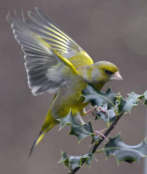 Birds Reference, Bird Reference, Greenfinch, Live Animals, Finches, Nature Birds, Pretty Birds, Bird Photo, Farm Yard