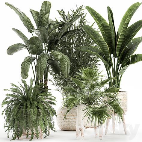 Plant collection 1086. Banana Palm, White Basket, Palm, Fern, Bamboo, Bushes, Fan Palm, Strelitzia, Houseplants - Indoor - 3D Models Japandi Room, Tulum Party, Grand Room, Atrium Design, White Flower Pot, Bamboo Palm, Indoor Palms, Potted Palms, Luxury Lounge