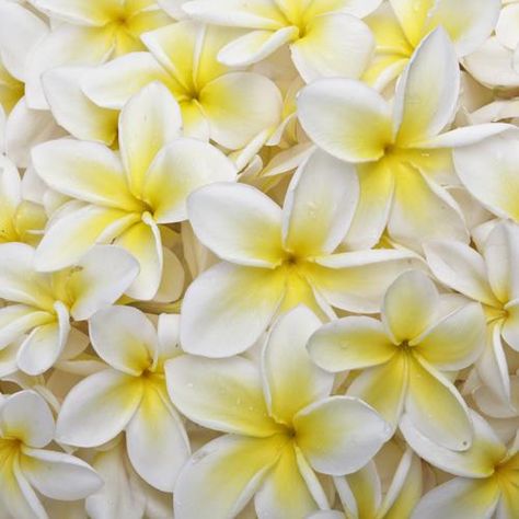 white and yellow plumeria, wedding flowers Flowers Groomsmen, Plumeria Wedding, Yellow Plumeria, Yellow Wedding Flowers, Flower Lei, Amazing Scenery, Yellow Hibiscus, Beach Flowers, White Hibiscus