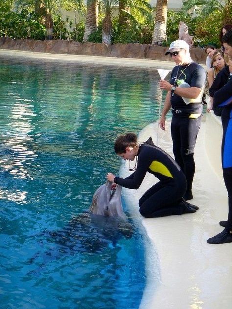 Zoologist Career, Hugging And Kissing, Dolphin Trainer, Environmental Scientist, Wildlife Biologist, A Dolphin, Pet Vet, Marine Biologist, Hawaii Life