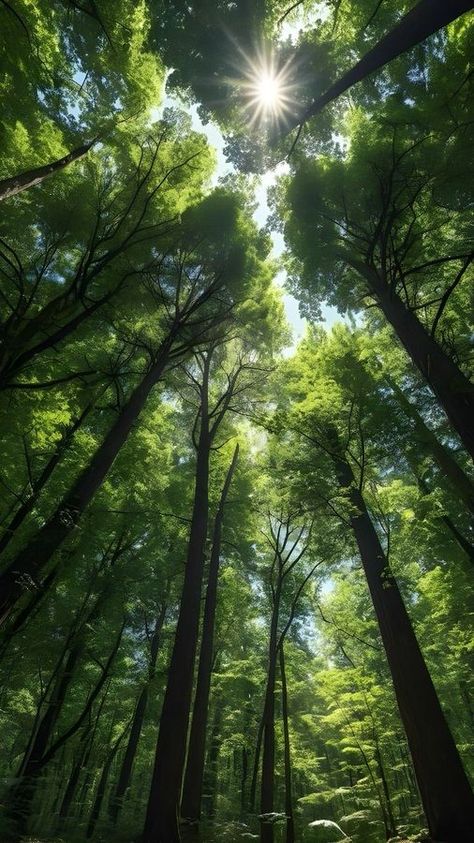 Home / X Relaxing Photos, Background Scenery, Cedar Forest, Japanese Forest, Tree Inspiration, Milkshake Recipe, Forest Scenery, Evergreen Forest, Forest Background