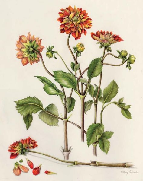 Consistent lighting is key in botanical drawings 🥀 Wendy Hollender is a botanical artist and instructor, as well as an author of The Joy of Botanical Drawing: A Step-by-Step Guide to Drawing and Painting Flowers, Leaves, Fruit, and More. She will take you through a guide to setting up the best lighting for your next botanical study. Zinnia Elegans, Hydrangea Quercifolia, Oakleaf Hydrangea, Parrot Tulips, Hydrangea Macrophylla, Echinacea Purpurea, Drawing For Beginners, Botanical Drawings, Poster Vintage