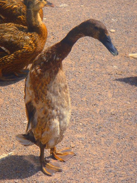 Bad posture...duck with attitude. Bad Posture, Poor Posture, I Want To Cry, Graphic Design Software, New Images, Single Image, Baby Dogs, Ducks, Old Photos