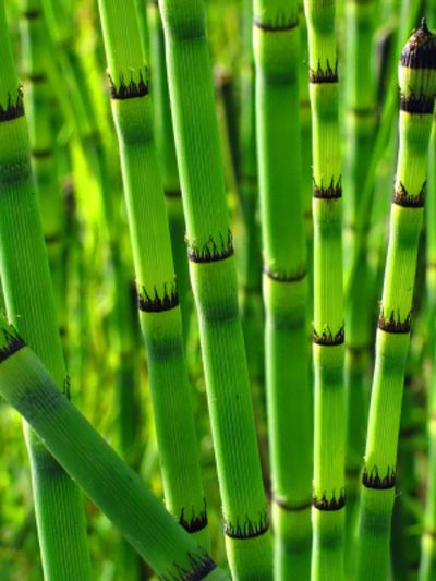 snake grass... childhood memories pulling it apart :-) Snake Grass, 7 Months Baby Food, Snake In The Grass, Garden Help, Garden Pond, Garden Yard Ideas, Pure Michigan, Food Tips, Beautiful Blooms