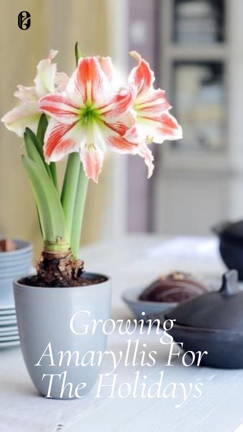 Planting and growing amaryllis to flower for the holidays. For beautiful Christmas flowers, choose a South African amaryllis bulb. Plant it in a slightly larger pot with good drainage. Bury the bulb, leaving the top third above the soil. Water well and keep in a warm spot. Remember to rotate the pot daily to keep the stem straight. Amaryllis Care, Amaryllis Plant, Bulbous Plants, Plants Tips, Stunning Flowers, Amaryllis Flowers, Amaryllis Bulbs, Houseplant Care, Plant Care Tips