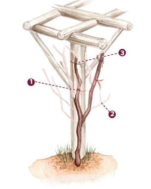 Grape Vine Pruning, Backyard Vineyard, Grape Vine Trellis, Grape Trellis, Fine Gardening Magazine, Garden Vines, Growing Grapes, Fine Gardening, Diy Pergola