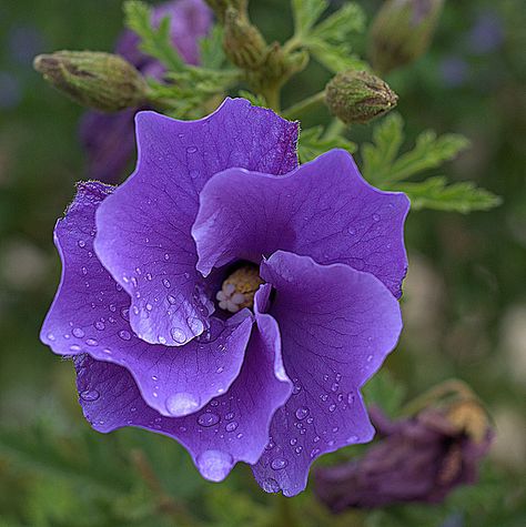 Australian Native Hibiscus ... Good things come from Australia ... would love this purple flower in the future. Love the pinwheel effect. نباتات منزلية, Australian Flowers, Australian Plants, Australian Native Plants, Unusual Flowers, Native Garden, Australian Native, Exotic Flowers, Purple Flower