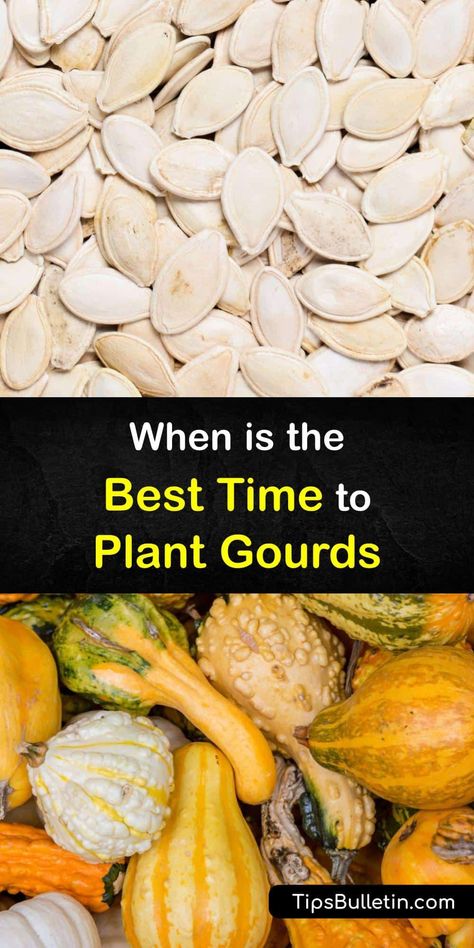 Growing Gourds In Containers, Planting Gourd Seeds, Gourd Garden Ideas, How To Grow Gourds, Growing Gourds From Seeds, Planting Gourds, Birdhouse Gourds Ideas, Gourd Trellis, Types Of Gourds