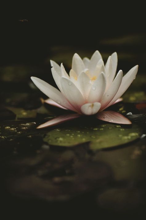 Waterlily Photography, Laos Culture, Water Flowers, Light Project, Water Lilies, Water Drops, Photo Studio, White Light, Water