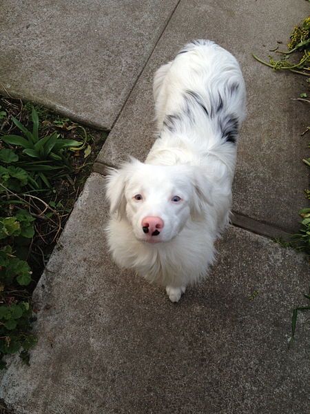 Aussie double merle - these guys steal my heart every time!  I just want to love them all! Australian Shepherd Red Tri, Australian Shepherd Training, Red Merle Australian Shepherd, Shifting Realities, Merle Australian Shepherd, Australian Shepherd Blue Merle, Disabled Dog, Australian Shepherd Dogs, Australian Shepherds