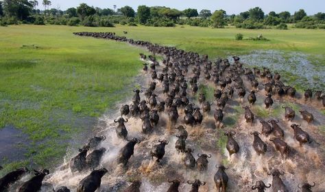 African Buffalo Migration   - Explore the World with Travel Nerd Nici, one Country at a Time. http://TravelNerdNici.com Animal Migration, African Buffalo, Animal Experiences, Most Beautiful Animals, Wildlife Animals, Animal Photo, Bolivia, Amazing Nature, Beautiful Photography