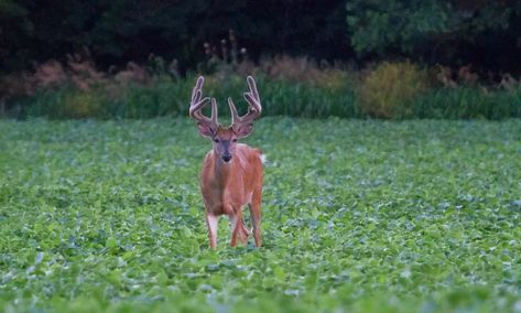 Deer Feeder Plans, Planting Food, Plot Design, Deer Habitat, Deer Hunting Decor, Food Plots For Deer, Deer Food, Deer Feeders, Whitetail Hunting