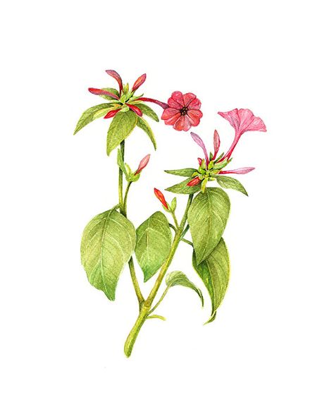 Mirabilis Jalapa, Home Decor Pink, Botanical Print Set, Print Illustration, Illustration Watercolor, Summer Home, Nature Art Painting, Summer Home Decor, Botanical Drawings