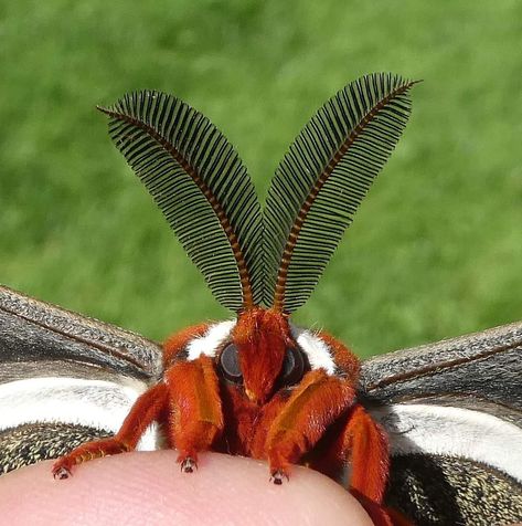 Long Tailed Burnet Moth, Moth Antenna Drawing, Moth Cecropia, Moth Oc Male, Moth Antenna, Bug Antenna, Huge Moth, Moth Oc, Giant Moth