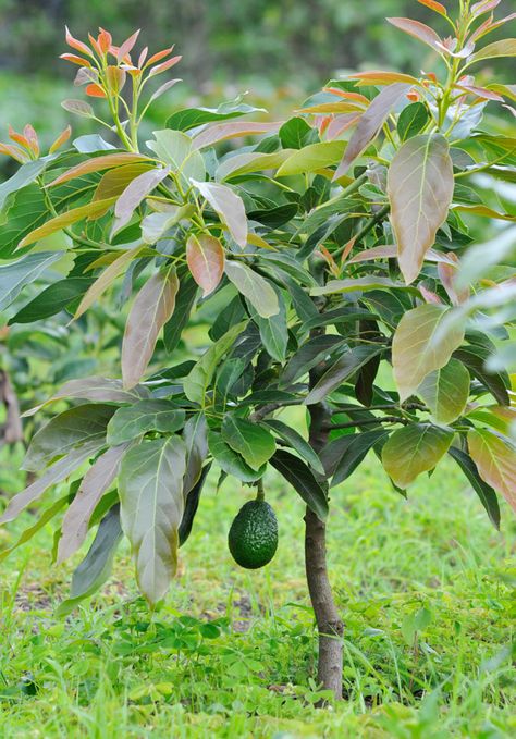 Avocado Hass, another common tropical fruit from Guatemala and Mexico - maya-ethnobotany.org Avocado Tree Care, Hass Avocado Tree, Avocado Plant, Grow Avocado, Avocado Tree, Green Fruit, Tree Care, Fruit Plants, Exotic Fruit