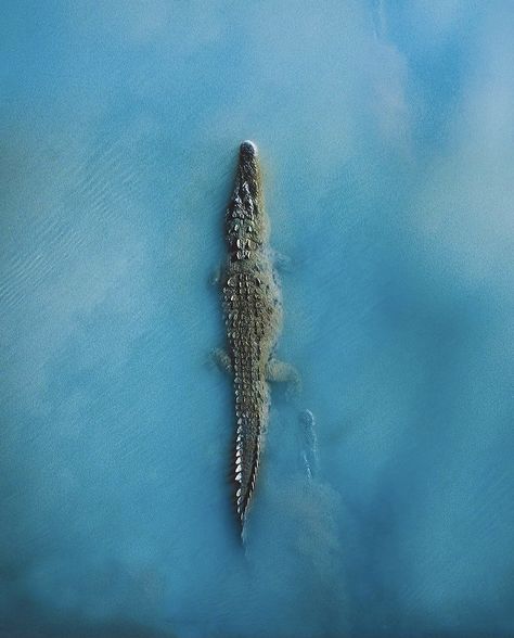 Crocodile Tattoo, Costa Rica Wildlife, Wild Animal Wallpaper, Saltwater Crocodile, Crocodiles, Drone Photography, Animal Planet, Wildlife Photography, Beautiful Creatures