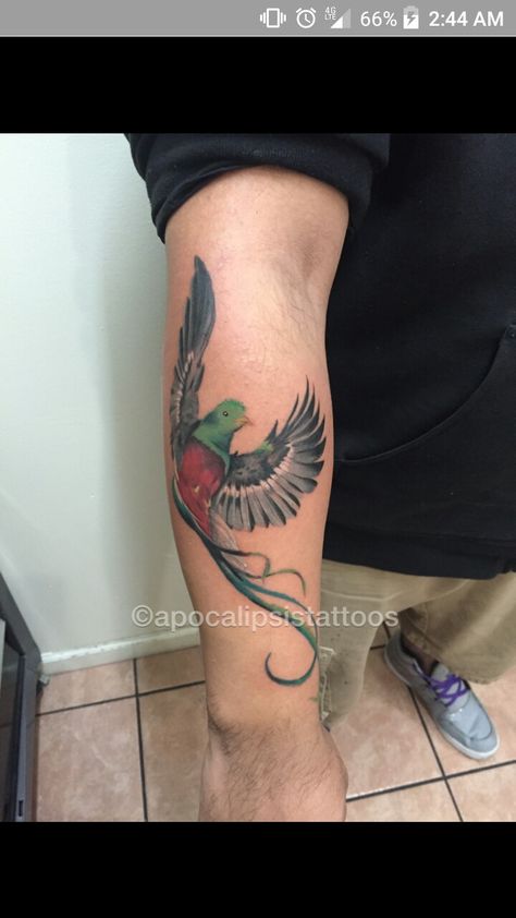 Guatemalan Mayan Tattoos, Guatemala Tattoo Ideas Design, Guatemalan Bird Tattoo, Quetzal Tattoo Guatemalan, Guatemalan Tattoo, Guatemala Tattoo, Guatemala Bird Drawing, Guatemalan Quetzal Art, Quetzal Tattoo