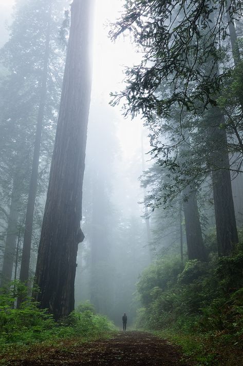 Old Growth Forest Aesthetic, Lost Woods, Forest Paths, Old Growth Forest, Forest Dweller, Zen Place, Scene Ideas, Dark Forest Aesthetic, Forest Aesthetic