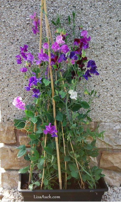 Growing Sweet Peas, Scented Flowers, Garden Background, Growing Tomatoes In Containers, Sweet Pea Flowers, Garden Vines, Pea Flower, Cut Flower Garden, Tomato Garden